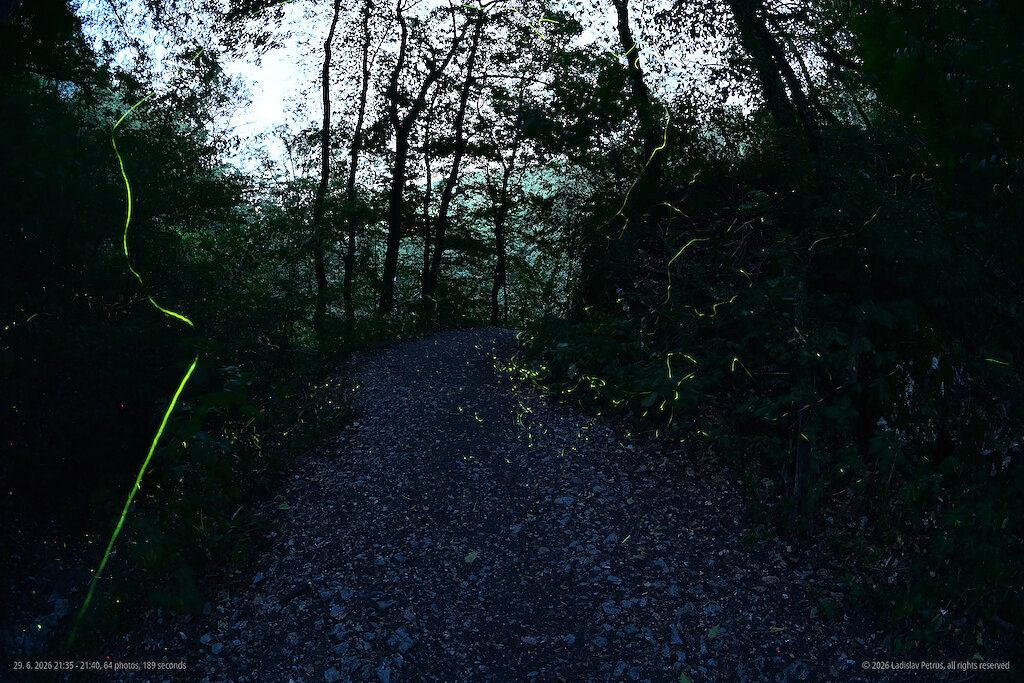 Výskyt nad lesnou cestičkou, začiatok večera.