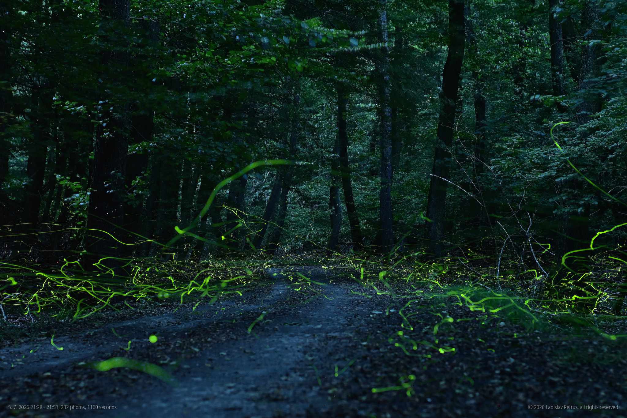 A forest trail by the Vydrica stream three days later - fireflies over the trail.