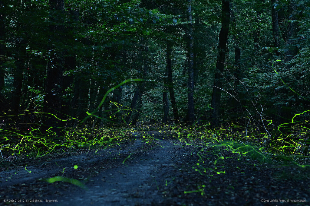 A forest trail by the Vydrica stream three days later - fireflies over the trail.