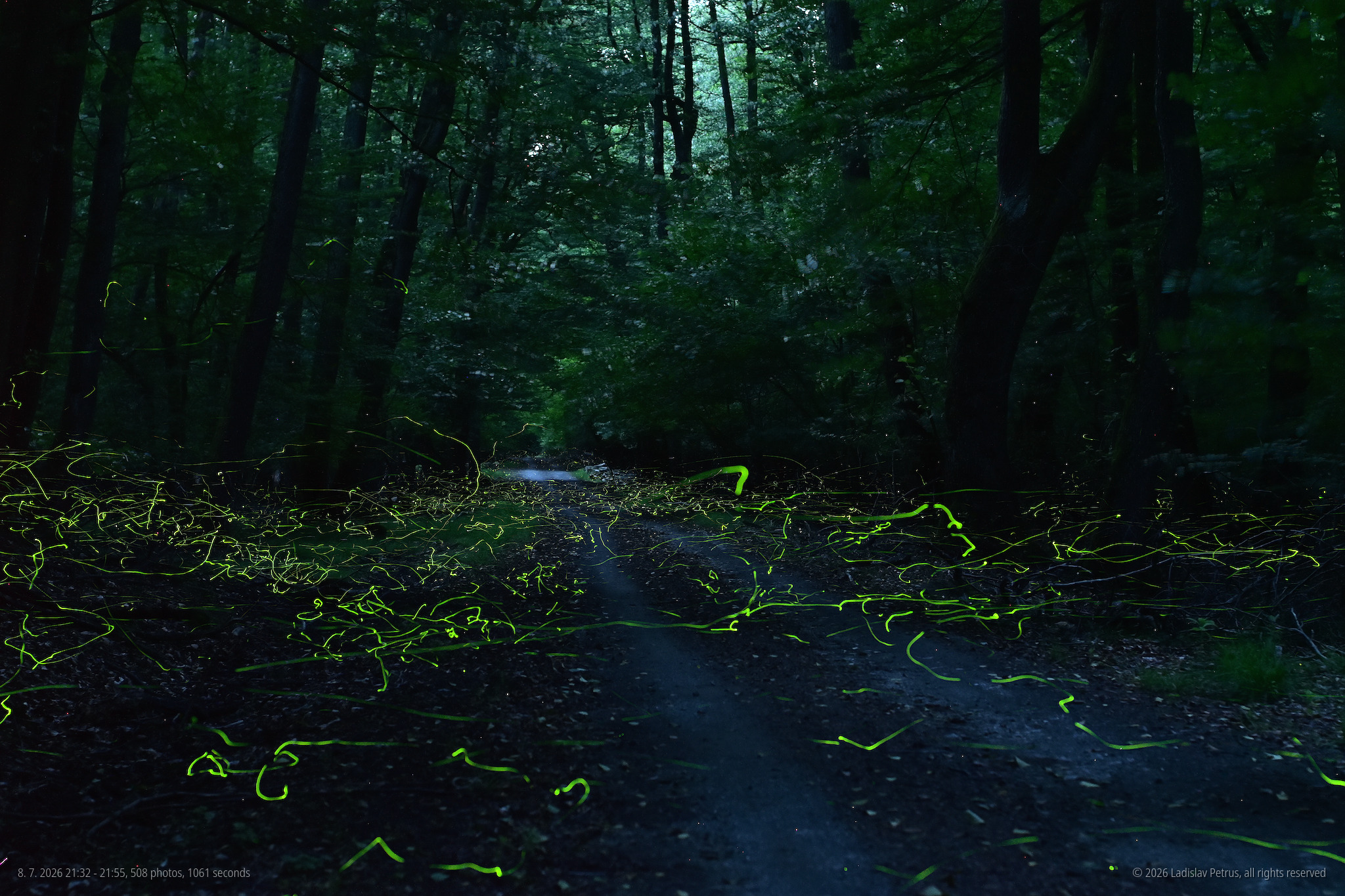 A frame from the 8th of July - higher up the trail near Vydrica, where the fireflies were still numerous.
