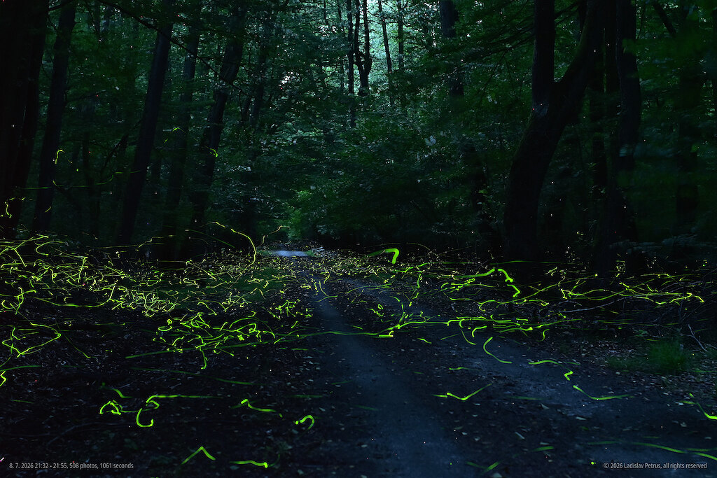 A frame from the 8th of July - higher up the trail near Vydrica, where the fireflies were still numerous.
