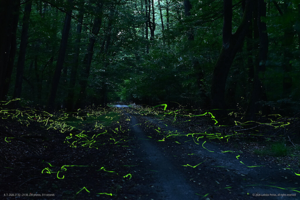 21:32–21:39 - right after dark, the strongest activity (239 frames, 1.3 s).
